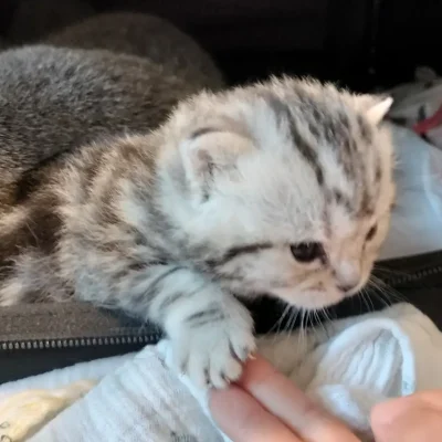 2 Week Old British Shorthair Kitten