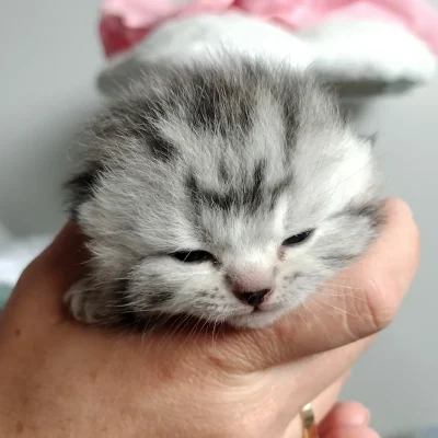 Blitz - Black Silver Classic Tabby - 1 Week Old