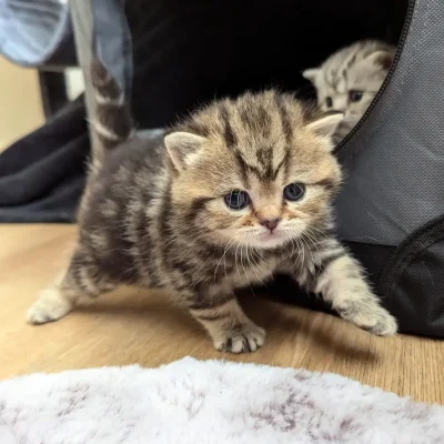 Finnick - 3 week old british shorthair kitten