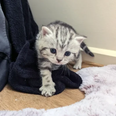 Lucy - 3 week old british shorthair kitten