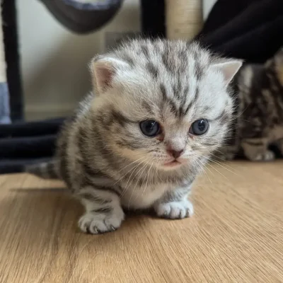 Primrose - 3 week old british shorthair kitten