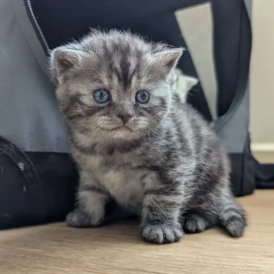 Rue - 3 week old british shorthair kitten