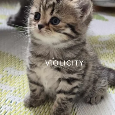 British Shorthair Chocolate Tabby - Melbourne Breeder