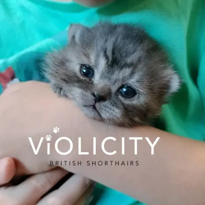 British Shorthair Kittens Melbourne Breeder