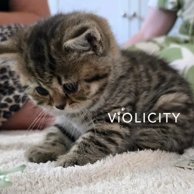 British Shorthair Chocolate Tabby - Melbourne Breeder